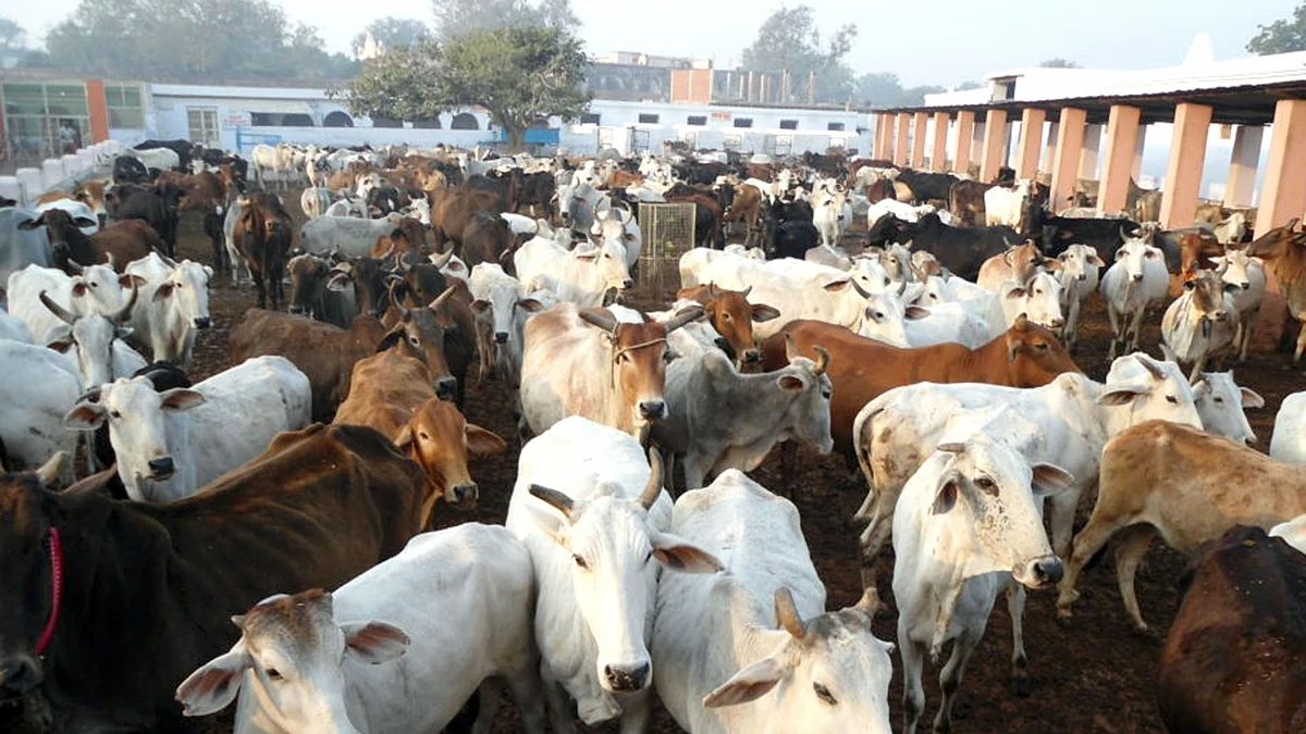 Cows at Raj Bhavan, Jharkhand CM residence faces fodder crisis  