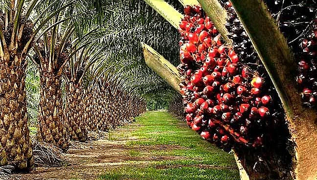 Oil palm best bet to reduce cooking oil imports      