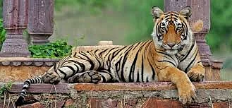 India’s tigers, lions, leopards face a new deadly threat