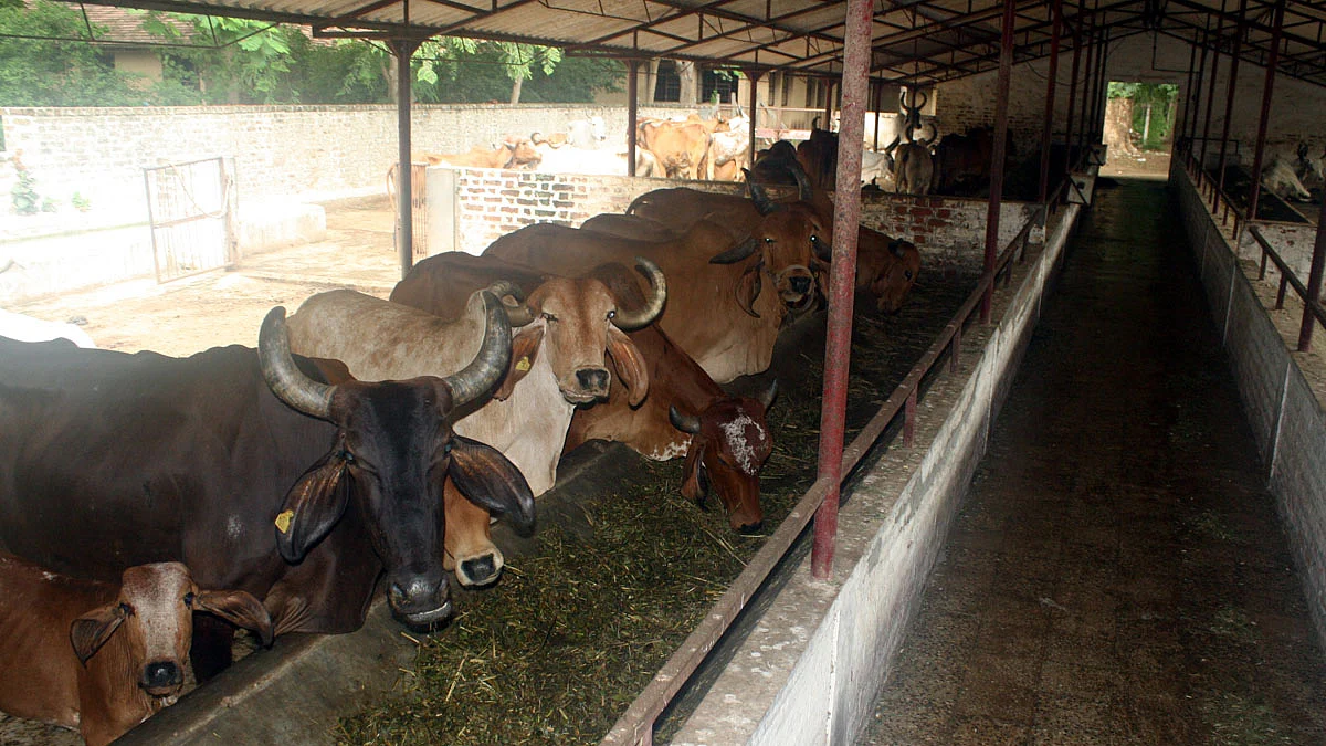 Photo courtesy: social media