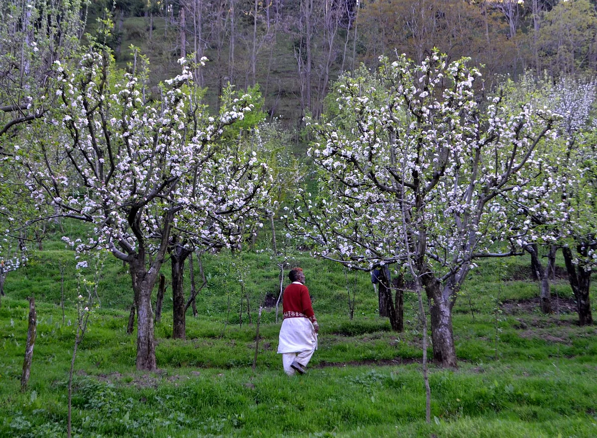 Sudden rise in temperature worries apple growers in Kashmir