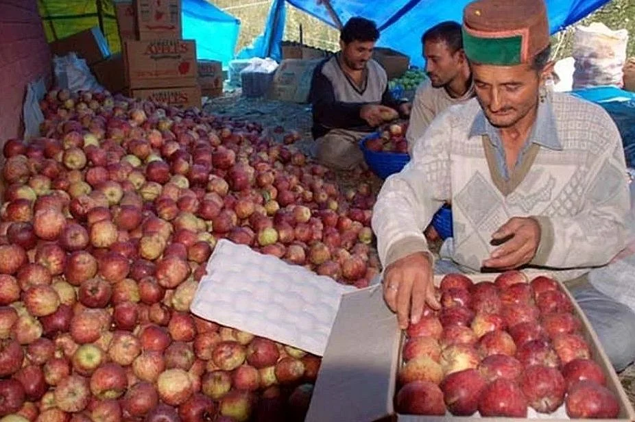 Climate change leaves Himachal apple economy in hostile weather