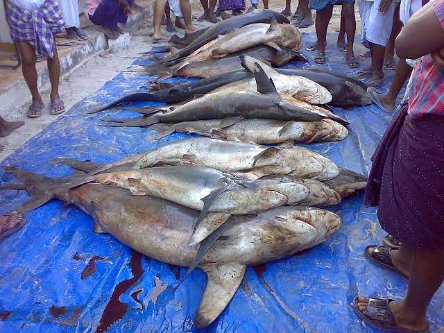 Scientists warn of dwindling catch of sharks