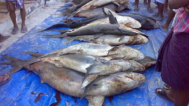 Shark market in Kerala