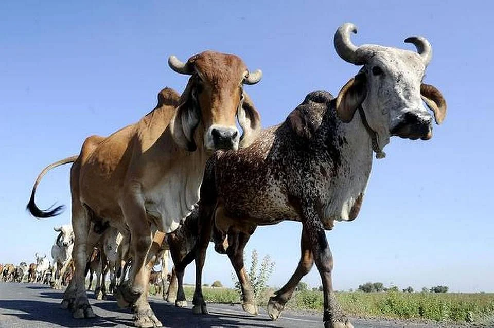 Cow smuggling rampant in ‘cow welfare state’