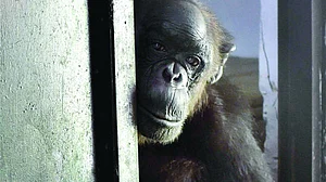 ED attaches chimpanzees, marmosets under PMLA!