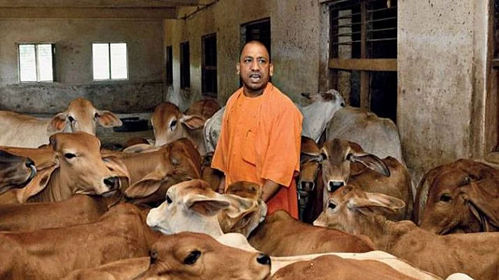 No takers for cow protection scheme in UP; just 10,000 adopt cow so far