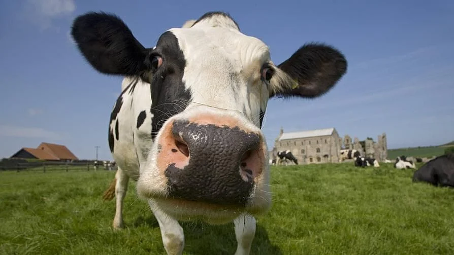 ‘Foreign cows are not gaumatas, Indian cows have gold in their humps’: WB BJP president