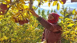 Lok Sabha polls: SKM will support Congress in Himachal to benefit apple farmers