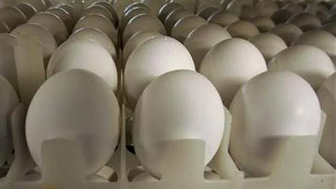 Poultry Federation against concession on United States dairy products