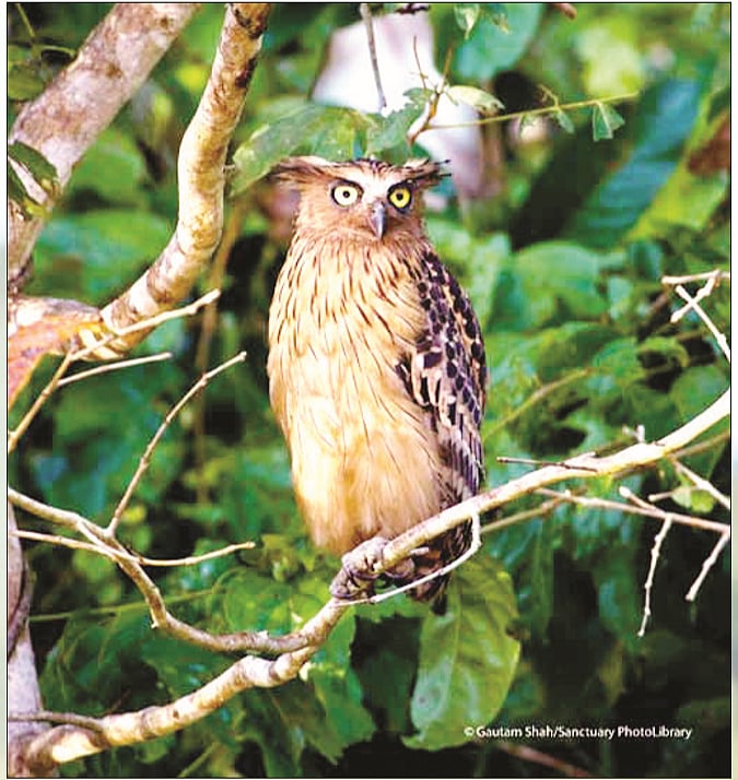 Two hoots for the owl!     