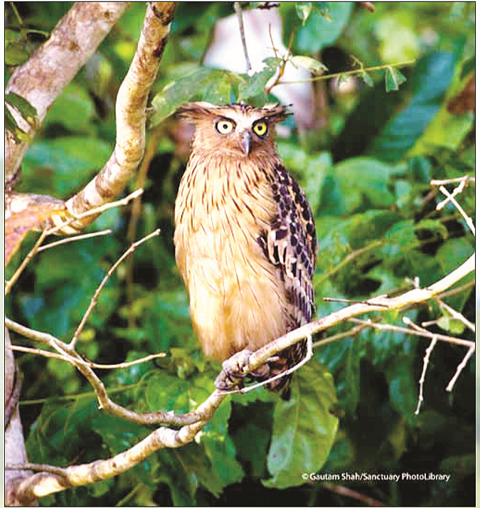 Two hoots for the owl!     