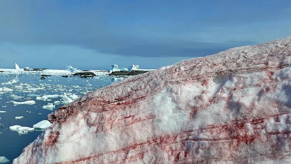 Antarctica snow turns blood-red, Twitterati amazed, Ukraine’s Ministry of Education explains