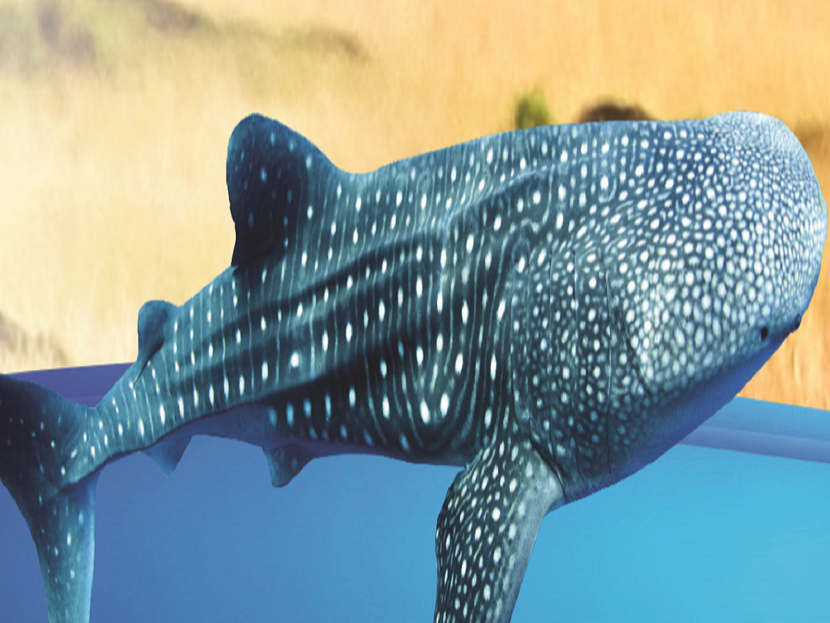 Gujarat and the gentle giant of the seas   