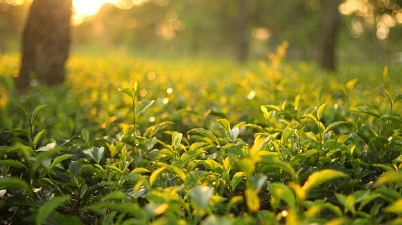 All about tea you’d like to know with your morning cuppa