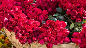 Scent of rose improves learning and sleeping