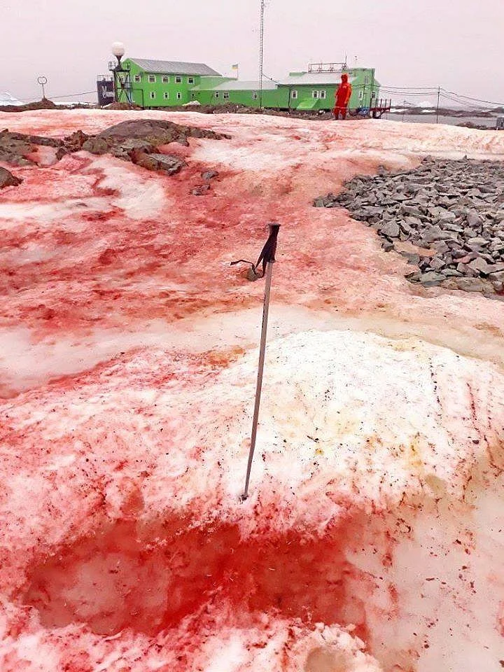 Antarctica snow turns blood-red, Twitterati amazed, Ukraine’s Ministry of Education explains