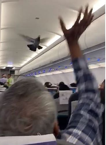 Two pigeons inside plane at Ahmedabad airport create flutter