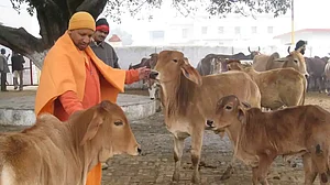 Cow urine unfit for human consumption, contains harmful bacteria: IVRI study