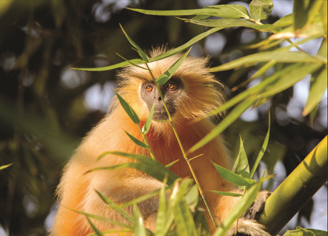 Wildlife conservation in India: Are we really serious?      