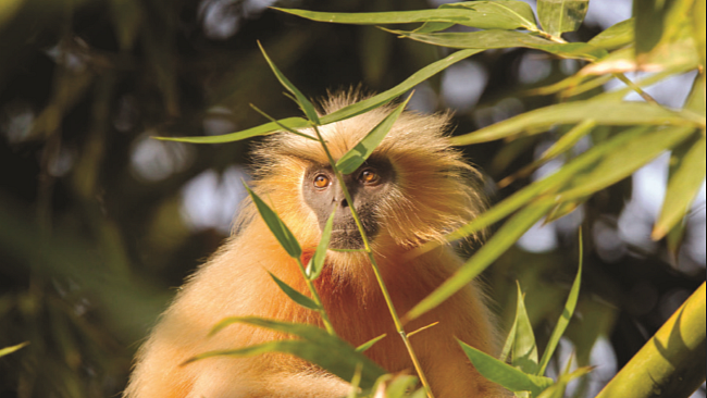 Wildlife conservation in India: Are we really serious?      