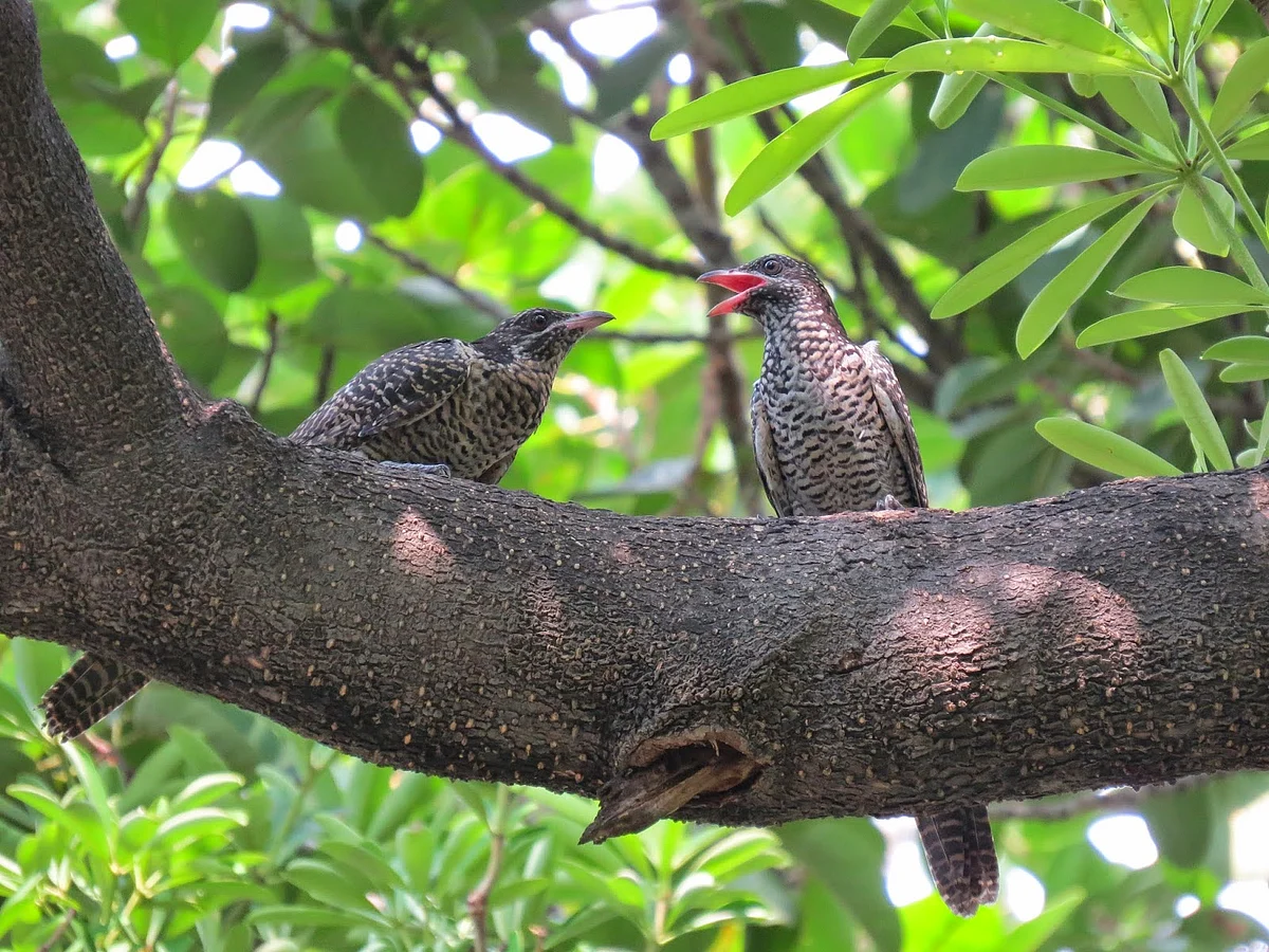 Life in times of lockdown: So, is it Zara’s koel?