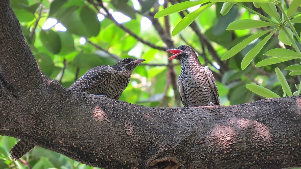 Life in times of lockdown: So, is it Zara’s koel?