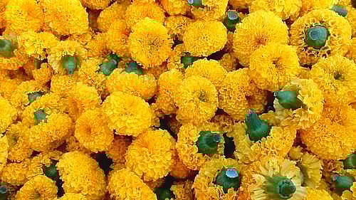 The marigolds are certainly booming