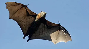 Coronavirus in bats affecting humans is rare: ICMR