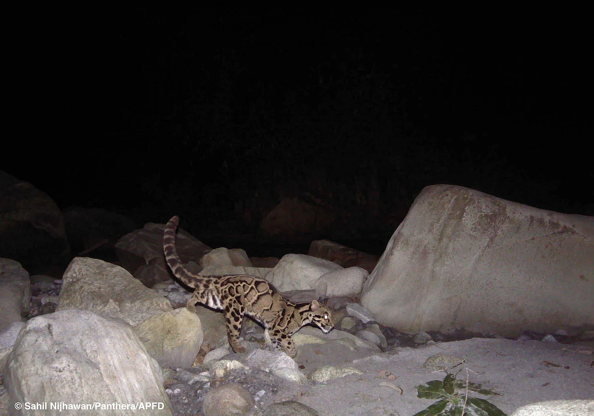 Clouded leopard in Dibang Valley