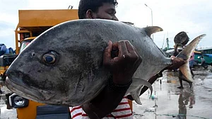 Kerala police under attack for destroying tuna fish