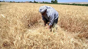 Harvesting, sowing activities, highway ‘dhabas’ likely to be exempted from extended lockdown