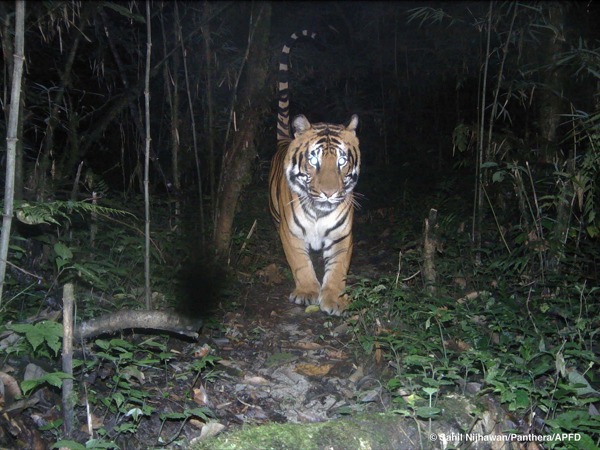 Studies have found that tiger density is higher in community-managed forests of the Dibang Valley than it is in the government-notified Dibang Wildlife Sanctuary. 
