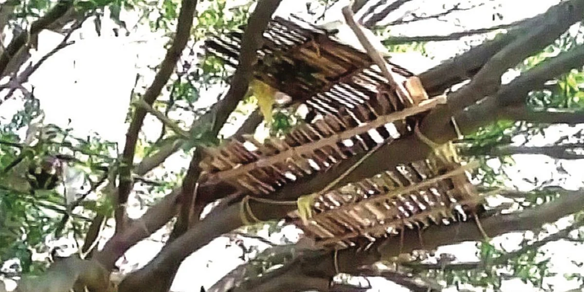 The great corona paradox