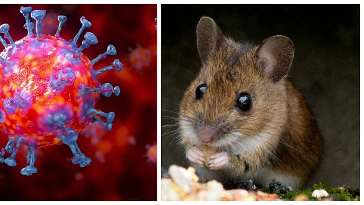 Potential vaccine for COVID-19 generates immunity in mice: Study