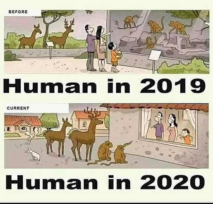 Lockdown impact: Animals reclaim space in human habitat