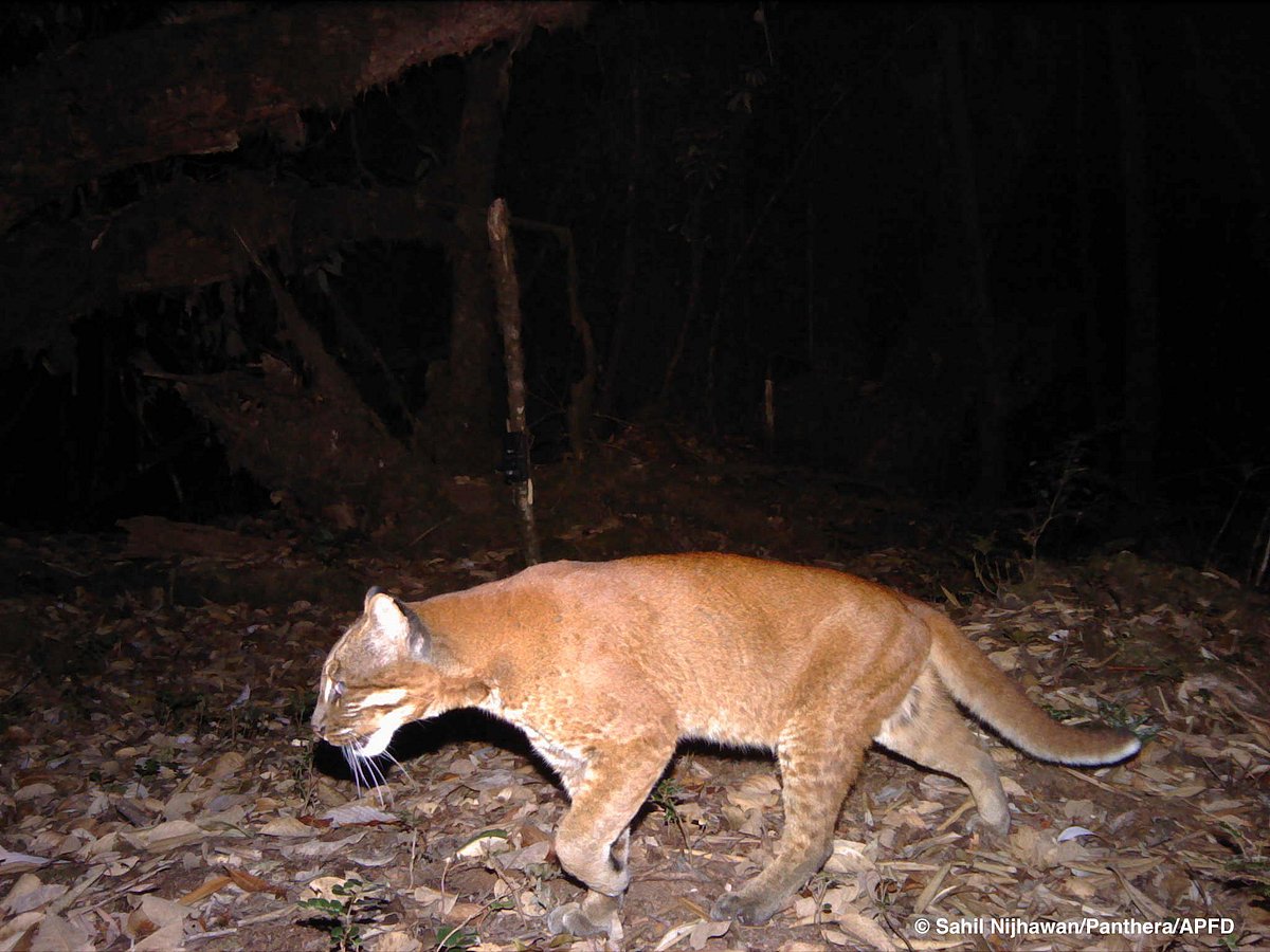 The Dibang Valley hosts the highest colour variation of any wild cat species in the world. Six different colour morphs of the Asian golden cat have been recorded here