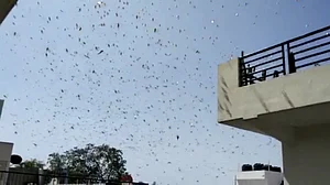 For the first time drones and planes to fight locust menace in Rajasthan