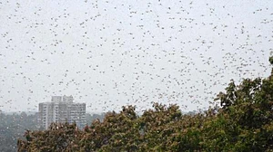 Locusts attack in Gurugram: Swarms of them seen in several parts of the city