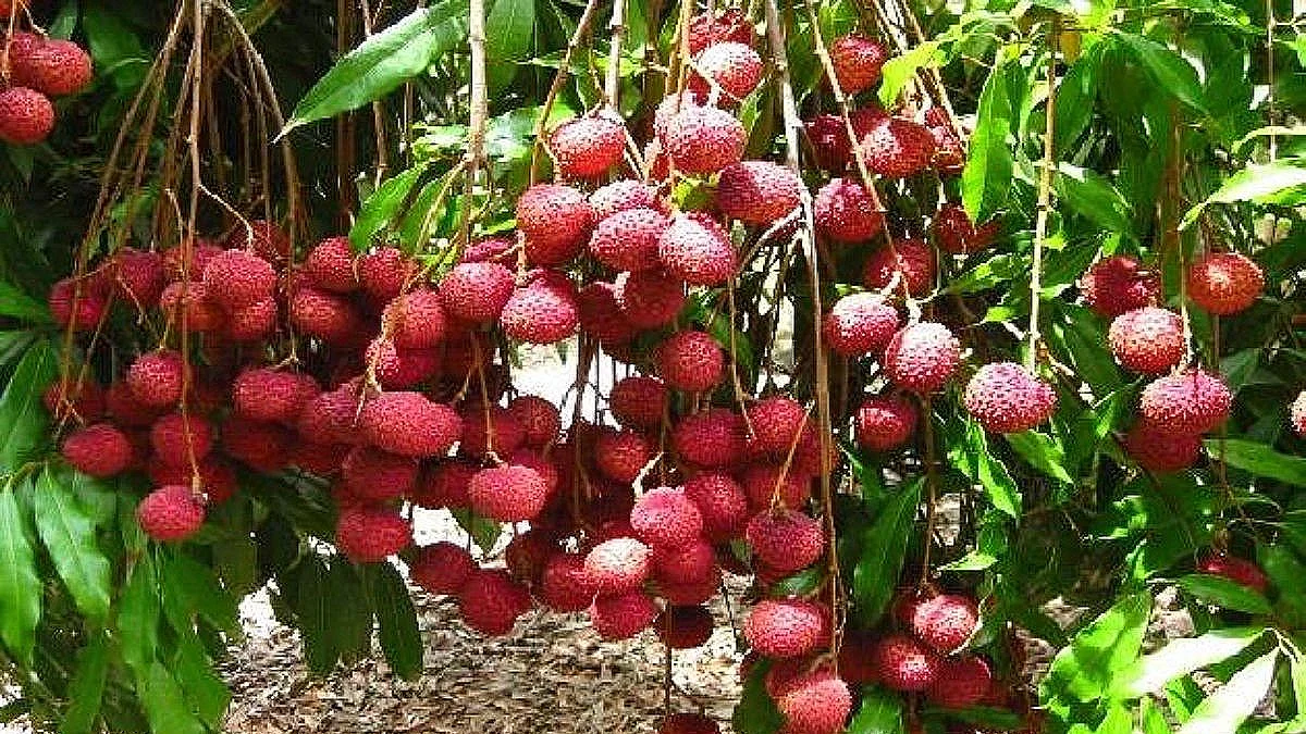 Photo courtesy- social media