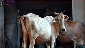 Madhya Pradesh: Cow injured after being fed ‘explosive-mixed’ food