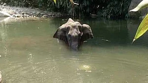 Pregnant elephant killing case: Opposition slams BJP leader Maneka Gandhi for turning it into communal issue