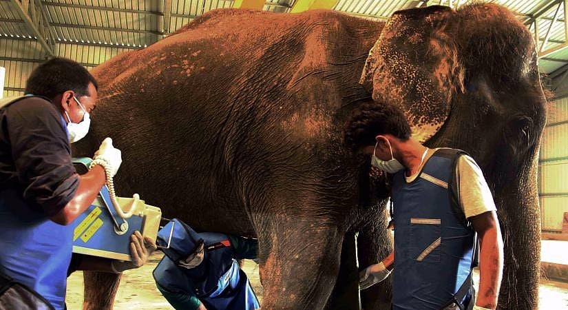 India’s first Elephant Hospital provides help to a handicapped elephant