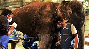 India’s first Elephant Hospital provides help to a handicapped elephant
