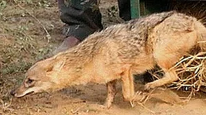Meat bomb kills jackal, 12 arrested in Tamil Nadu