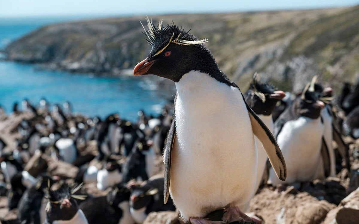 Photo Courtesy: Twitter/United Nations