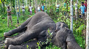Kerala elephant tragedy: Plea in SC to stop use of snares against wildlife, augmenting forest staff
