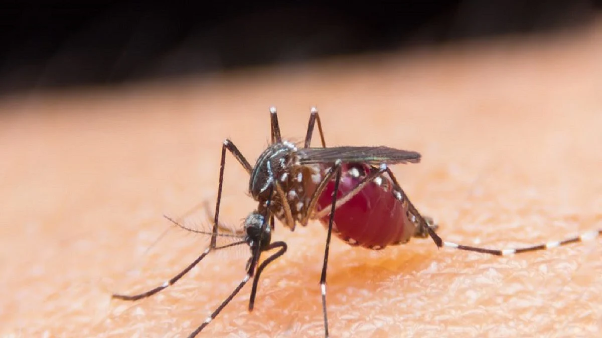 As monsoon hits Delhi, city records 73 cases of Dengue, Malaria