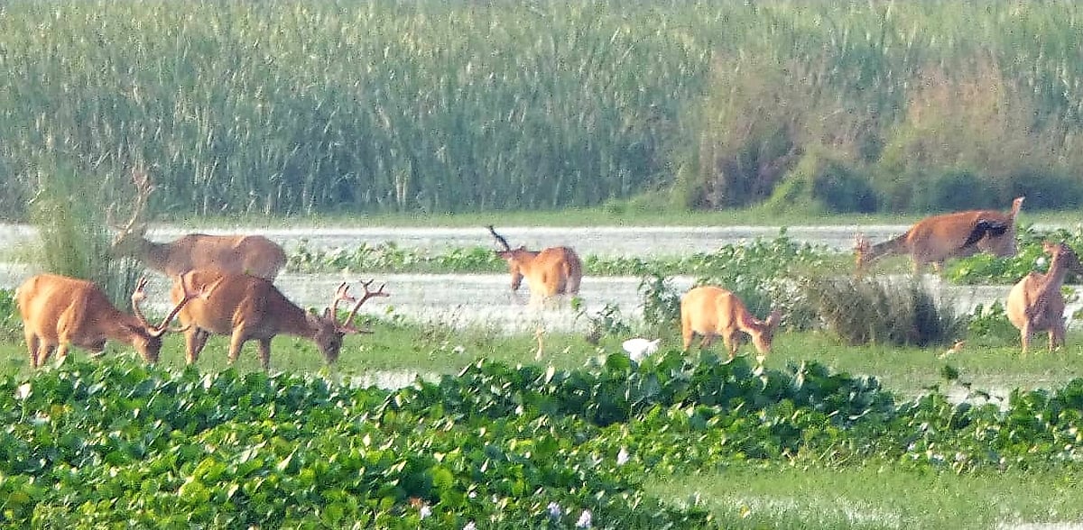 UP’s wild west: Rare sighting of endangered swamp deer