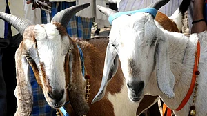 ‘Turn vegan’ hoarding removed in Lucknow after cleric objects